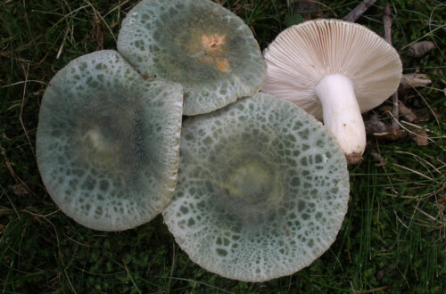 Farfalle con Russula virescens